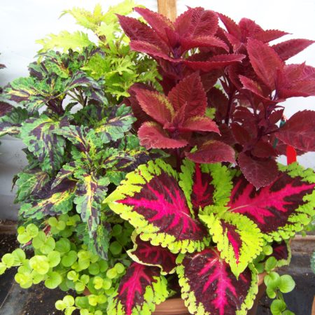 120 120