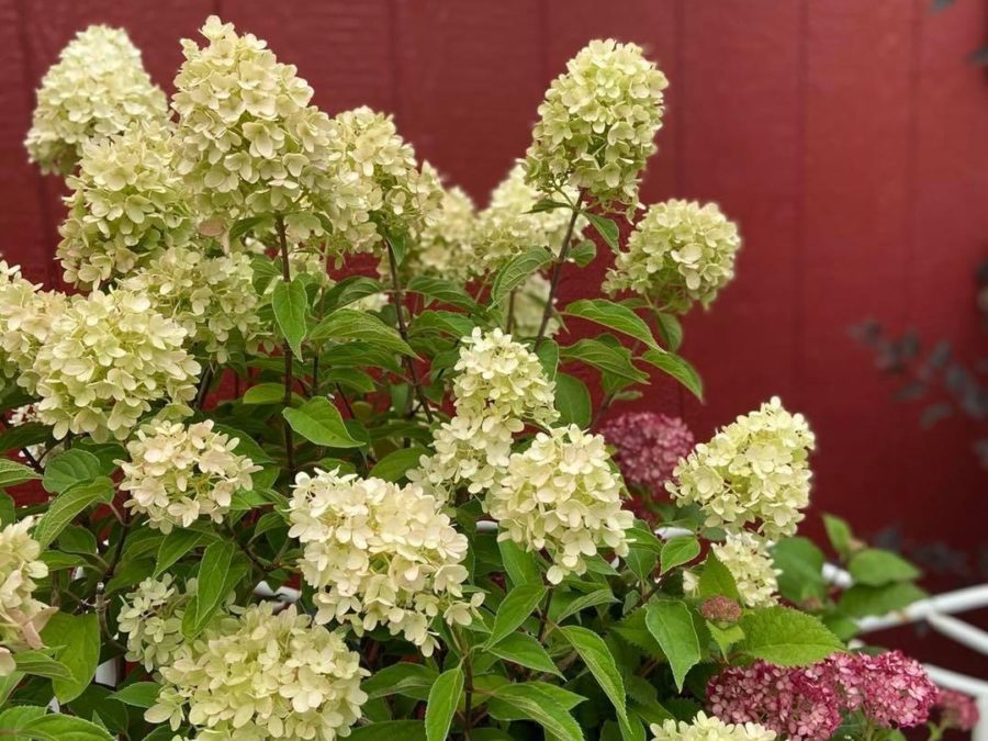 Plants Swan River Gardens