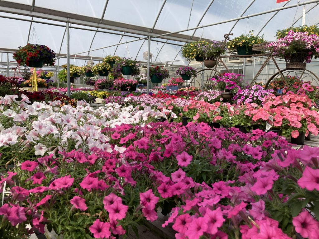 Annual Flowers