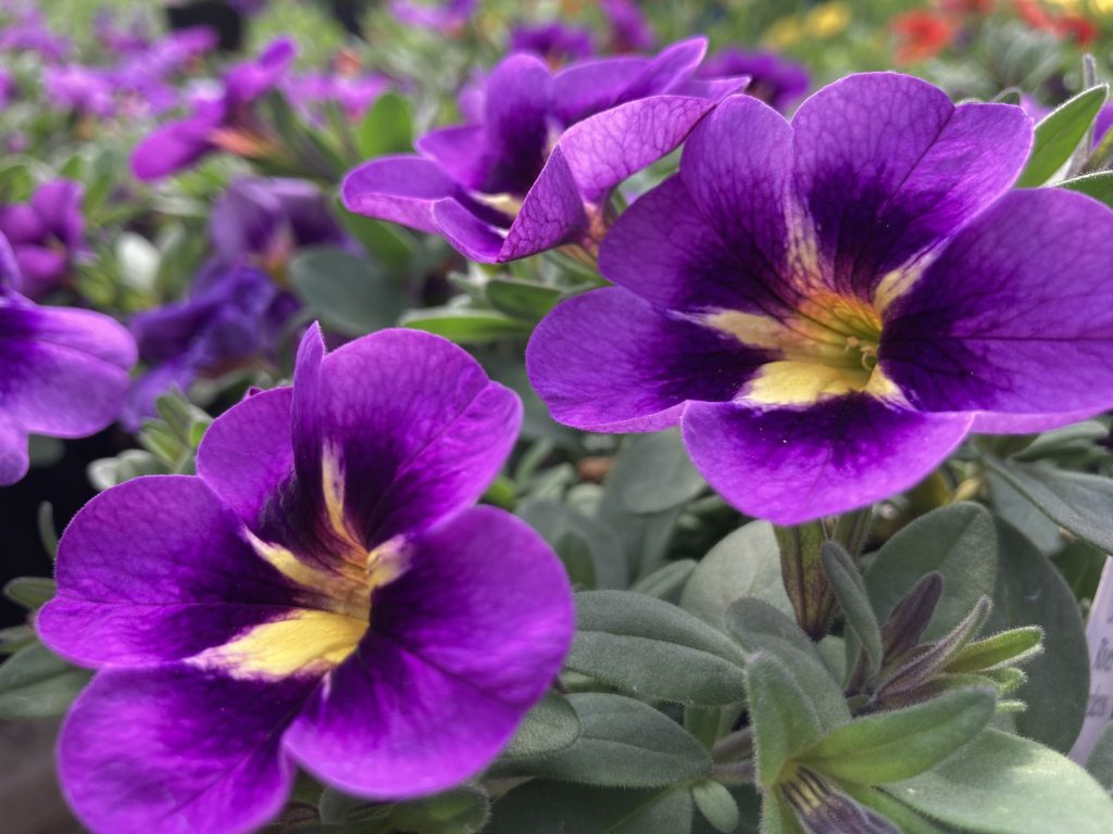 million bell purple