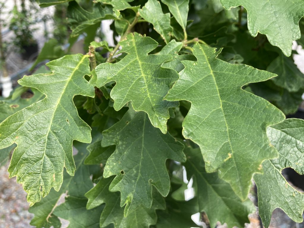 oak