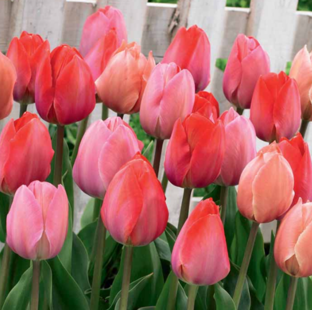 Tulip Pink Promise