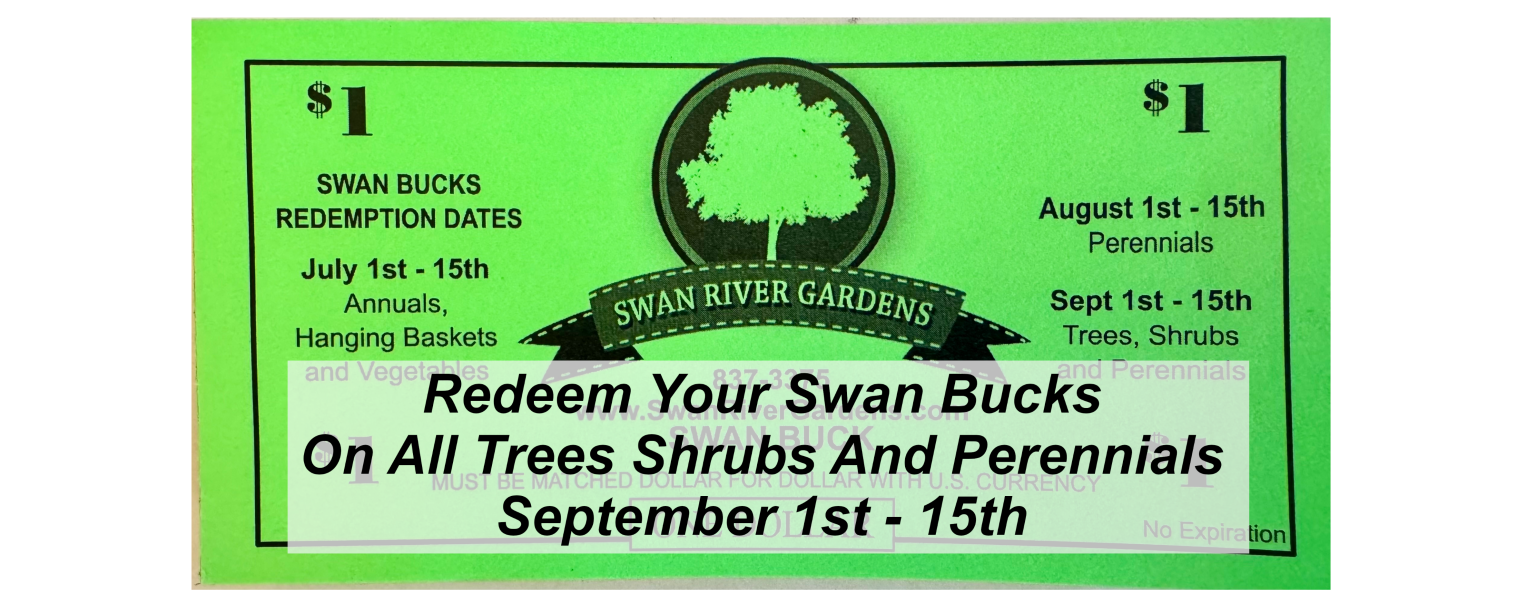 Swanbuck3