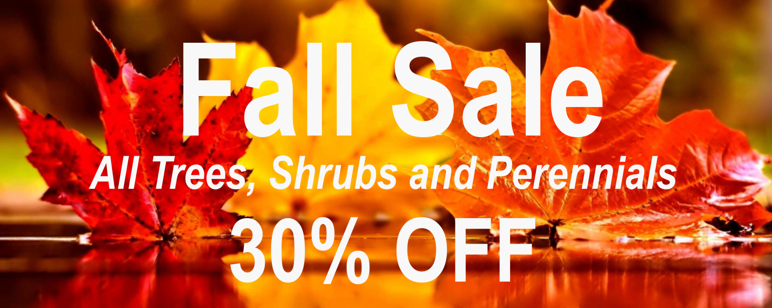 Fall Sale